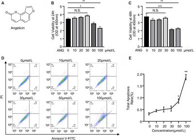 Angelicin Alleviates Post-Trauma Osteoarthritis Progression by Regulating Macrophage Polarization via STAT3 Signaling Pathway